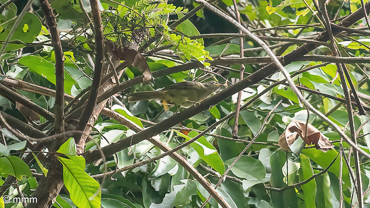 ウスグロヒヨ - ML647774627