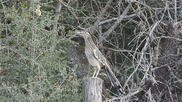 Greater Roadrunner - ML647774628