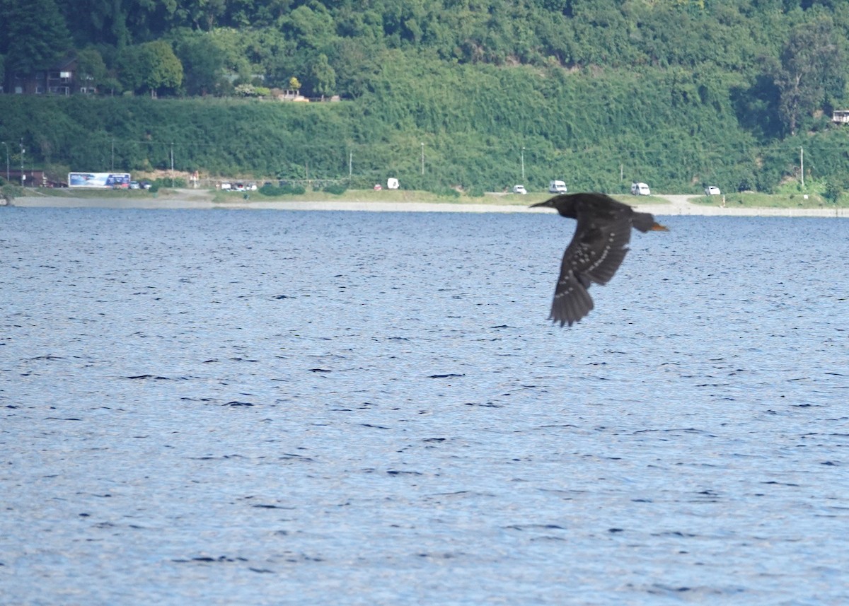 ゴイサギ - ML647774629