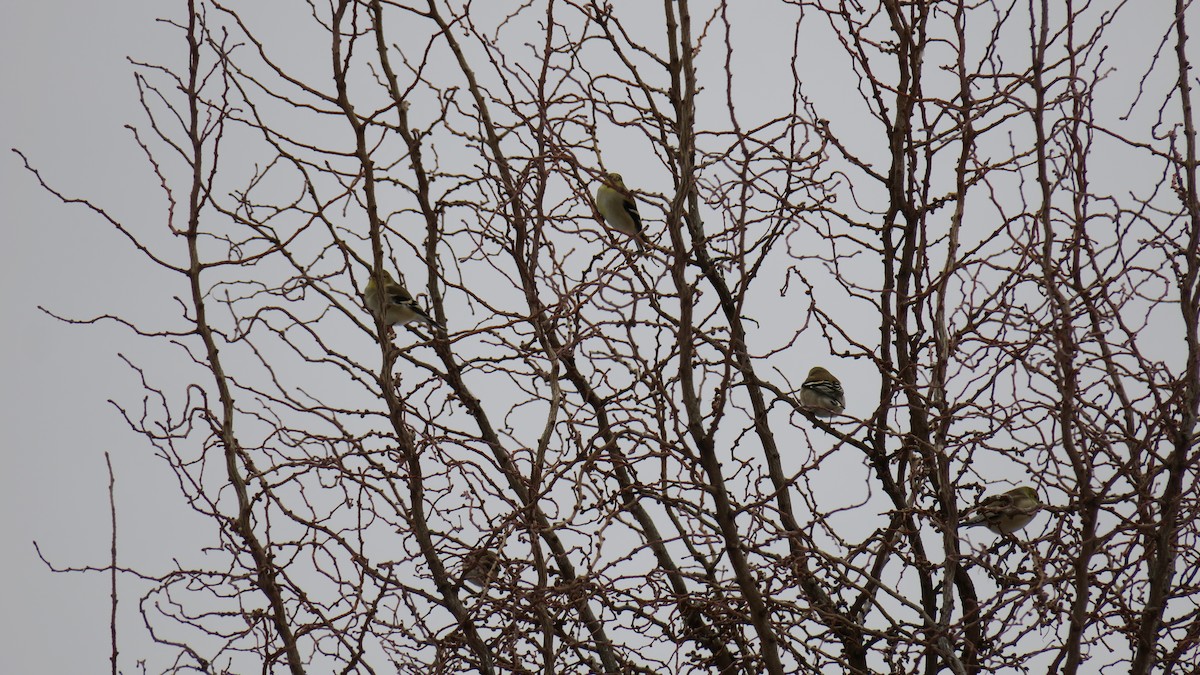 オウゴンヒワ - ML647774631