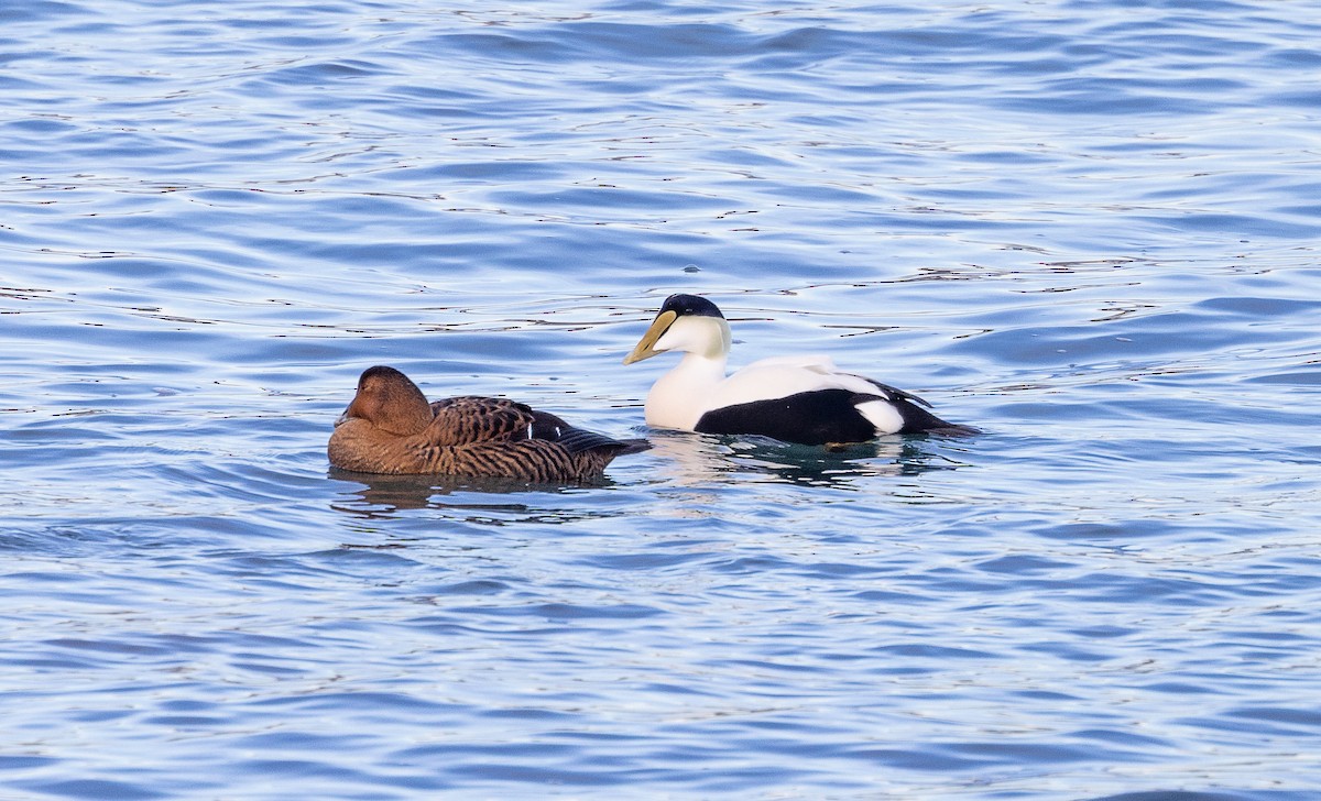 ホンケワタガモ - ML647774632