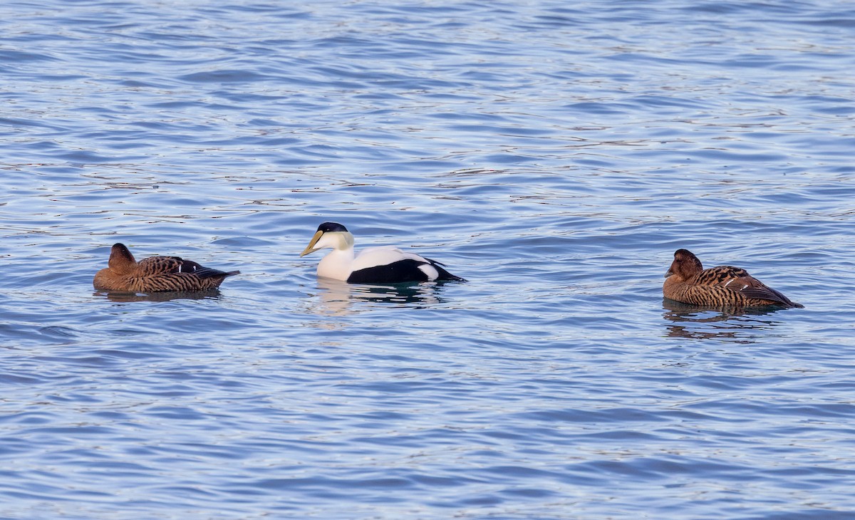 ホンケワタガモ - ML647774633