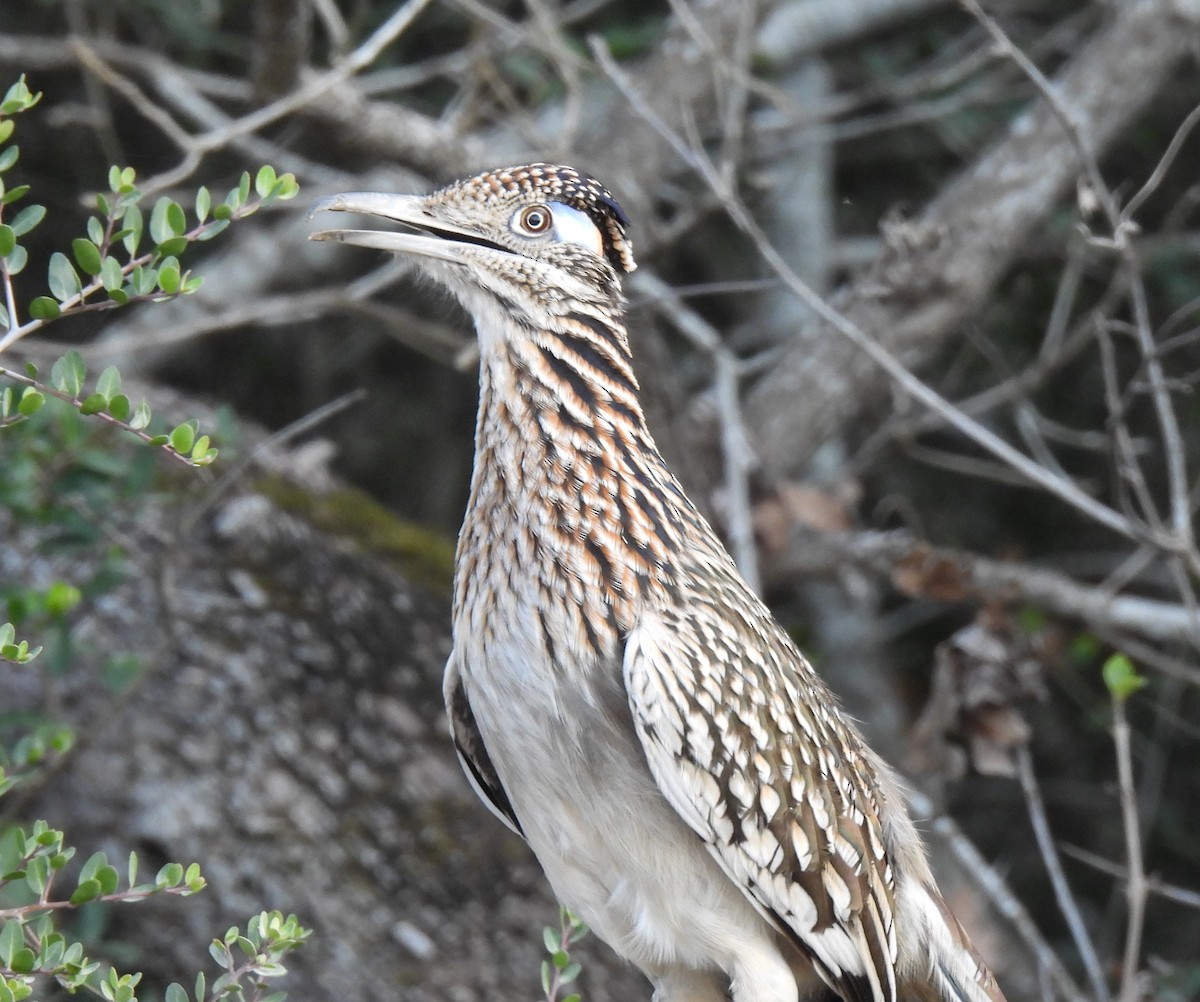 オオミチバシリ - ML647774634