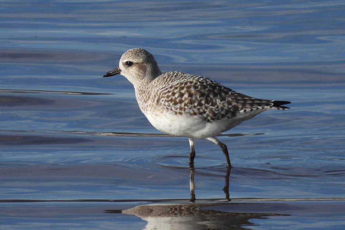 ダイゼン - ML647774637