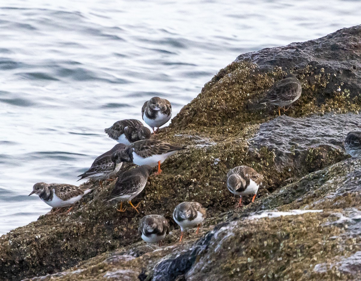 キョウジョシギ - ML647774638