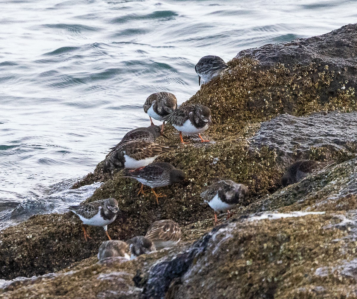 キョウジョシギ - ML647774639