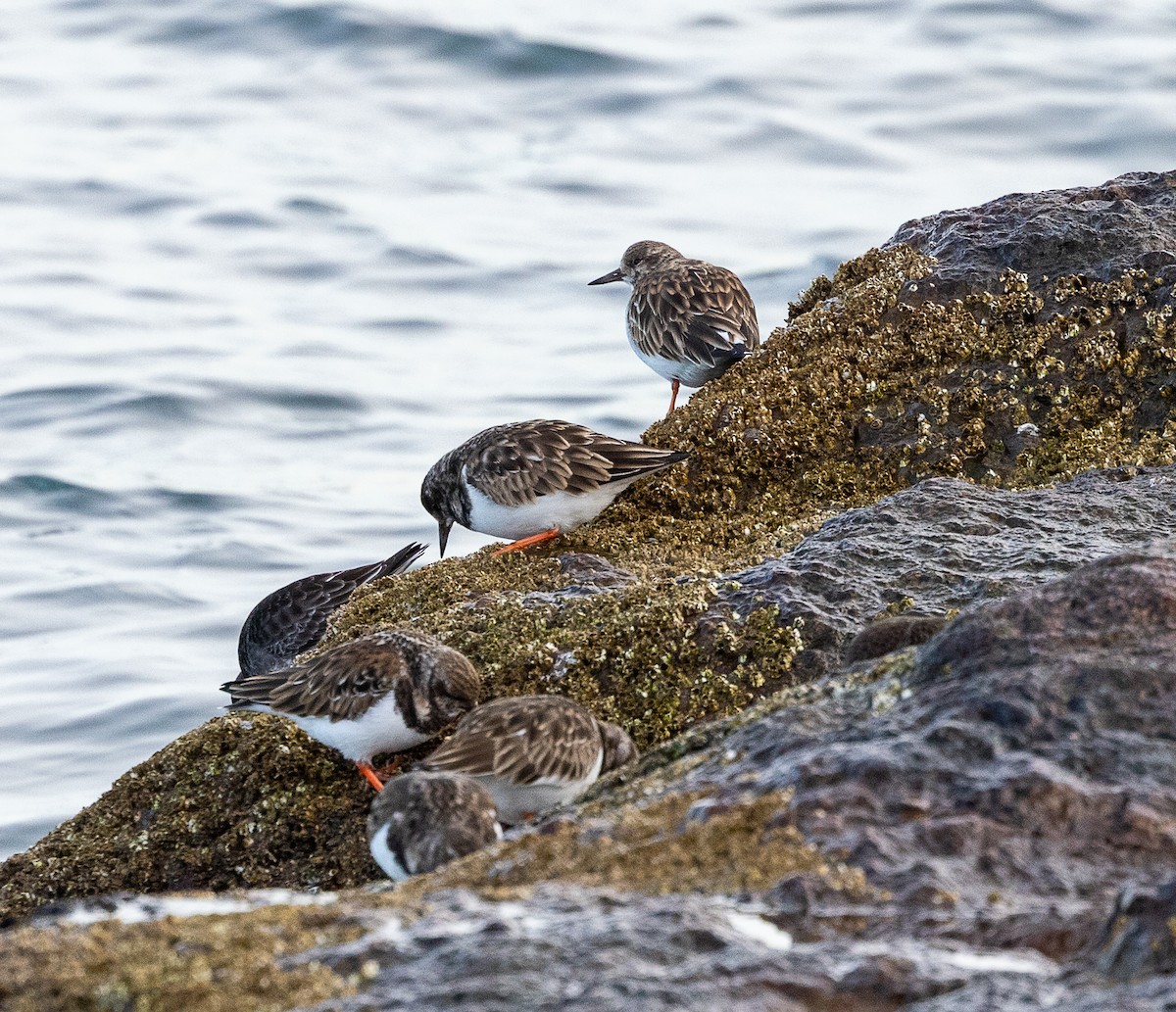 キョウジョシギ - ML647774640