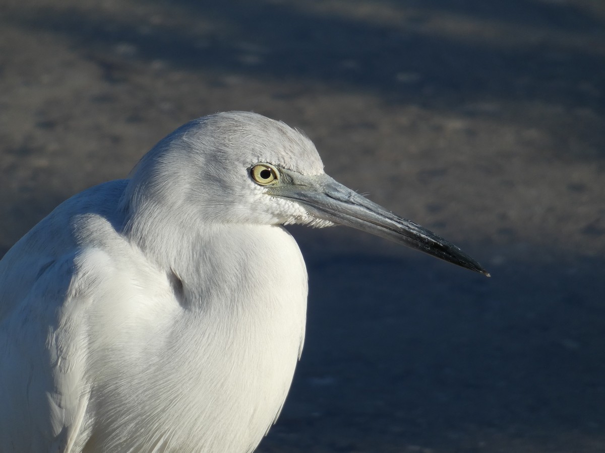 ヒメアカクロサギ - ML647774641