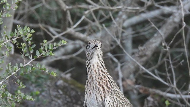 Greater Roadrunner - ML647774643