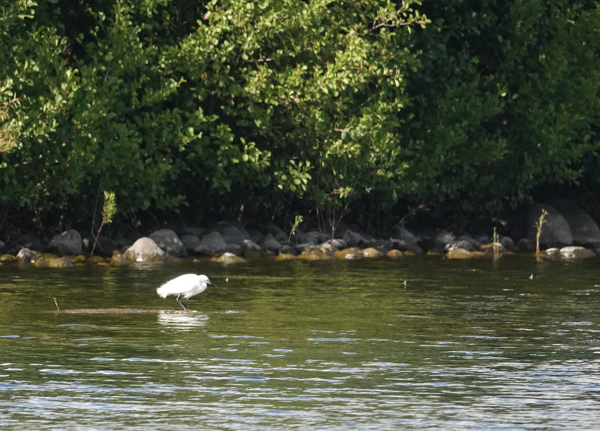 ユキコサギ - ML647774644