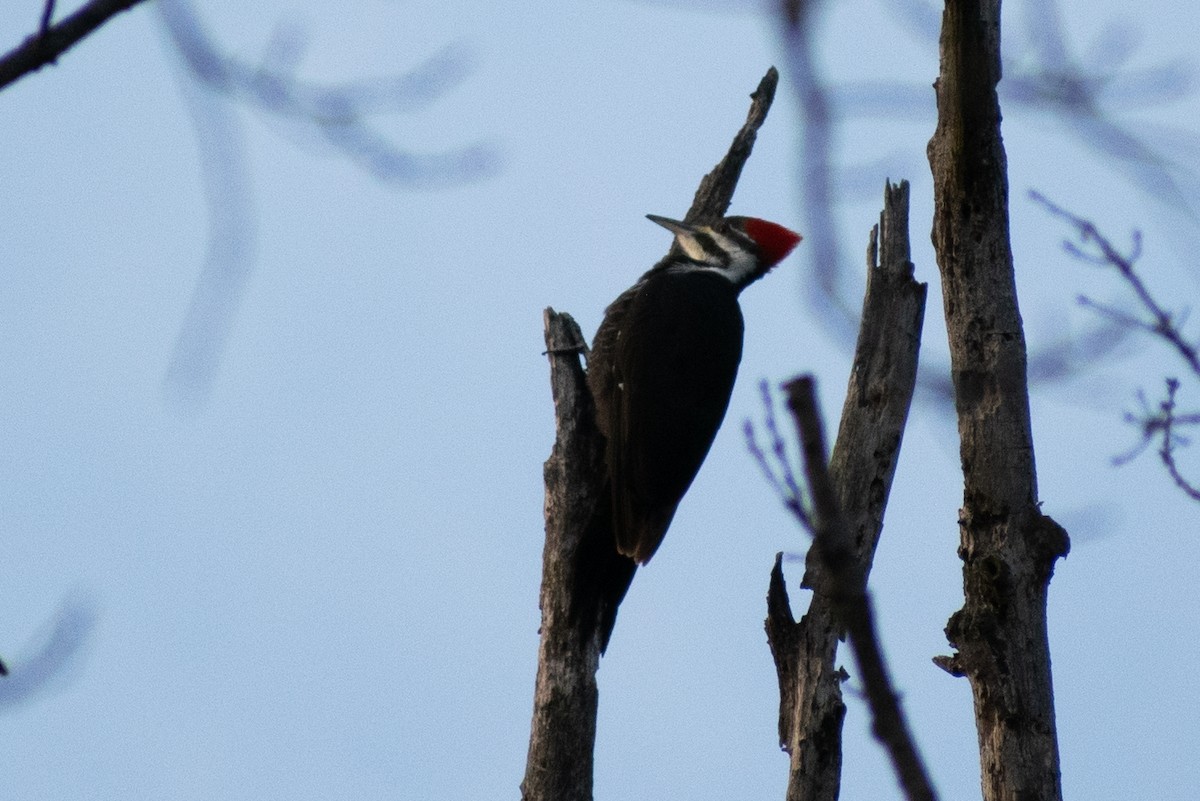 エボシクマゲラ - ML647774645