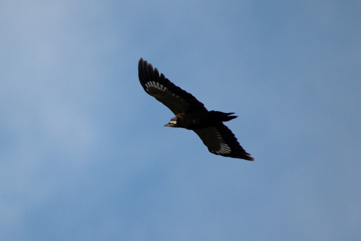 エボシクマゲラ - ML647774646