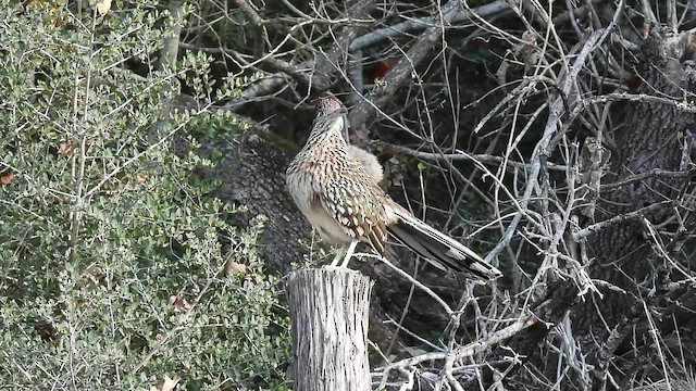 Greater Roadrunner - ML647774647