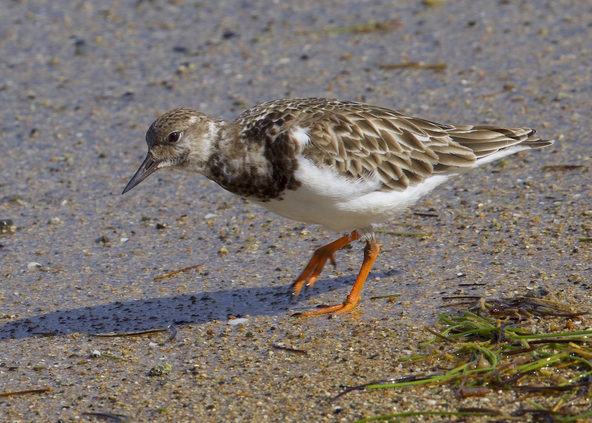 カッショクペリカン - ML647774648