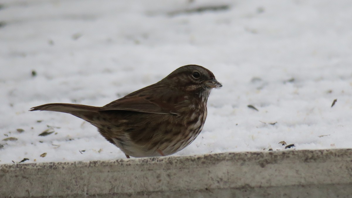 ウタスズメ - ML647774649