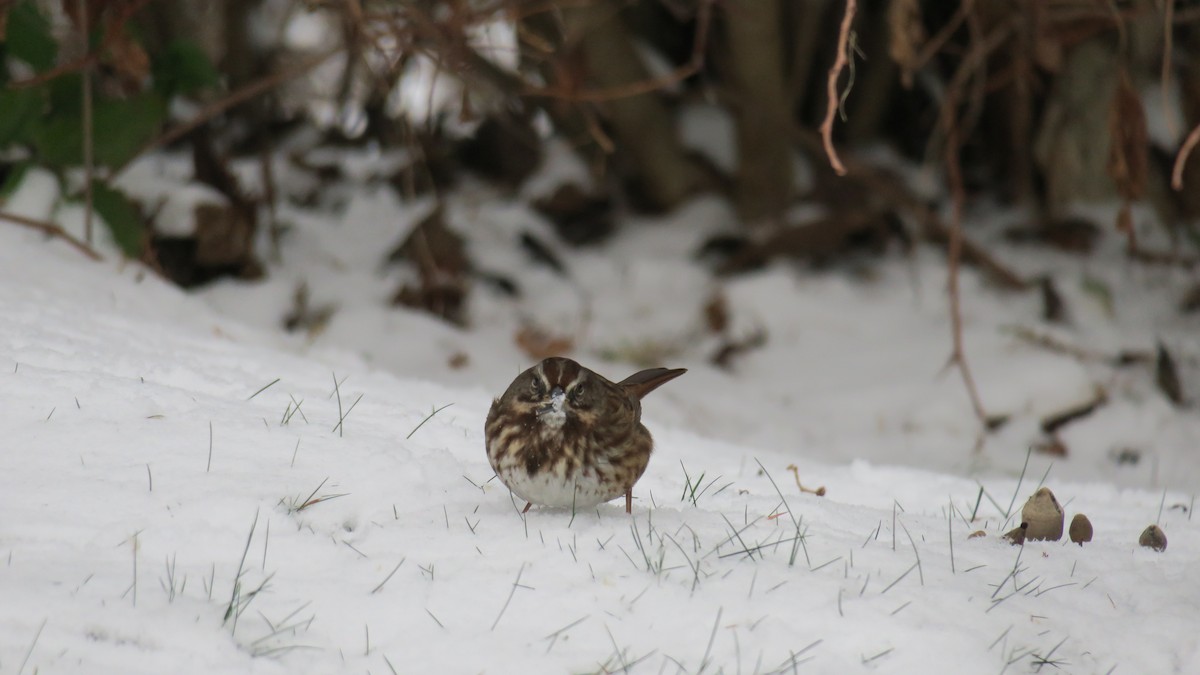 ウタスズメ - ML647774650