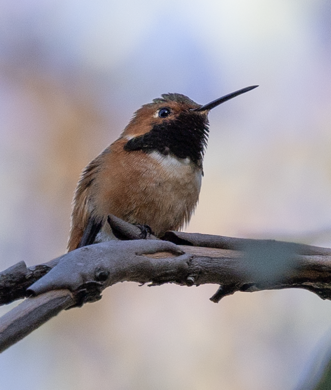 アレンハチドリ - ML647774651