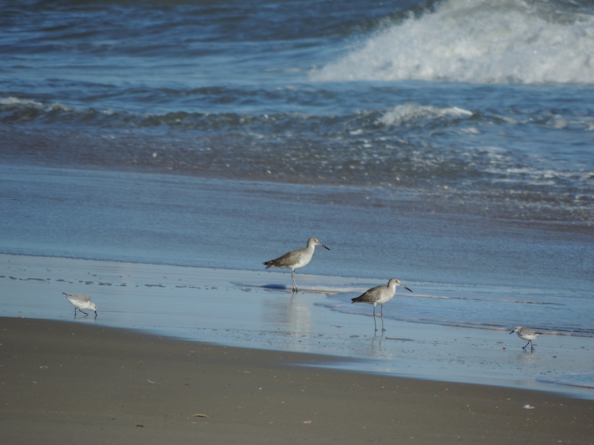 ミユビシギ - ML647774652