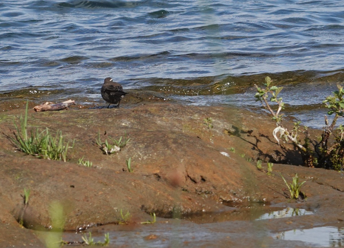 パタゴニアカワカマドドリ - ML647774653