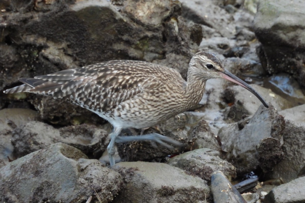 チュウシャクシギ - ML647774654