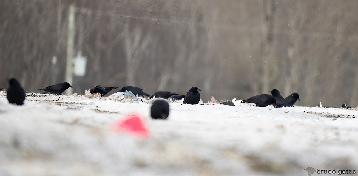 アメリカガラス - ML647774656