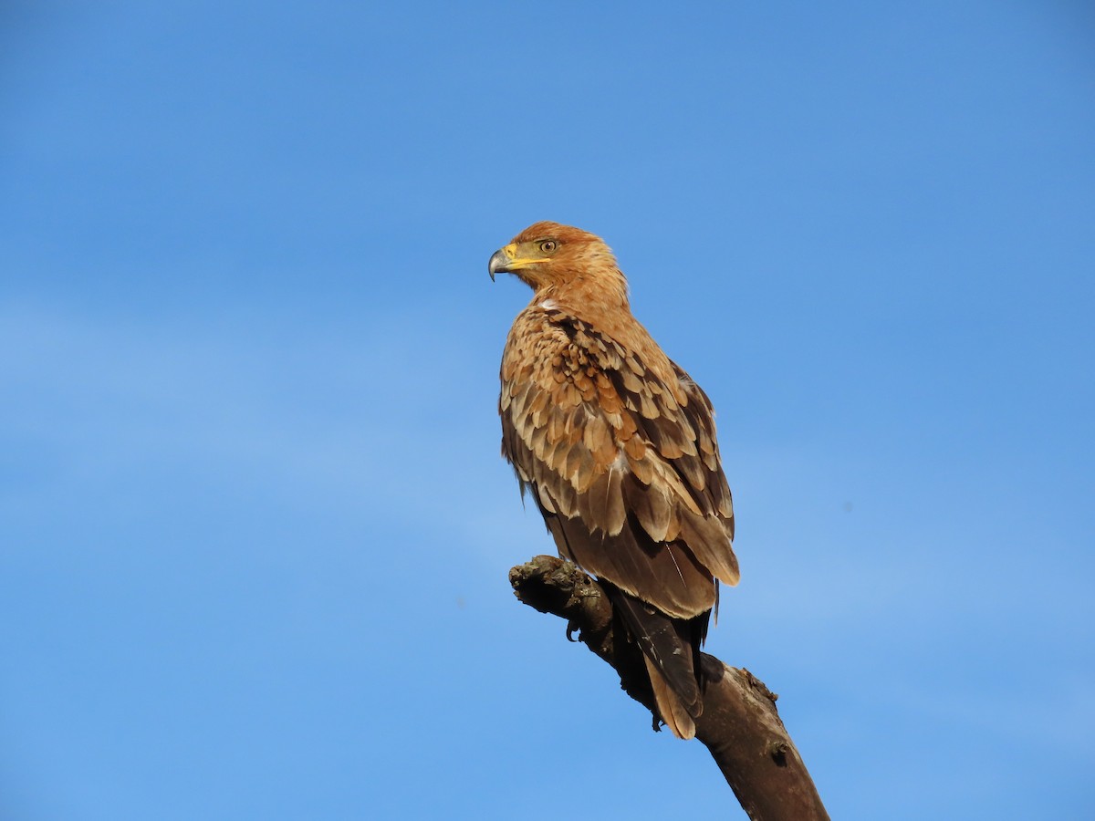 アフリカソウゲンワシ - ML647774657