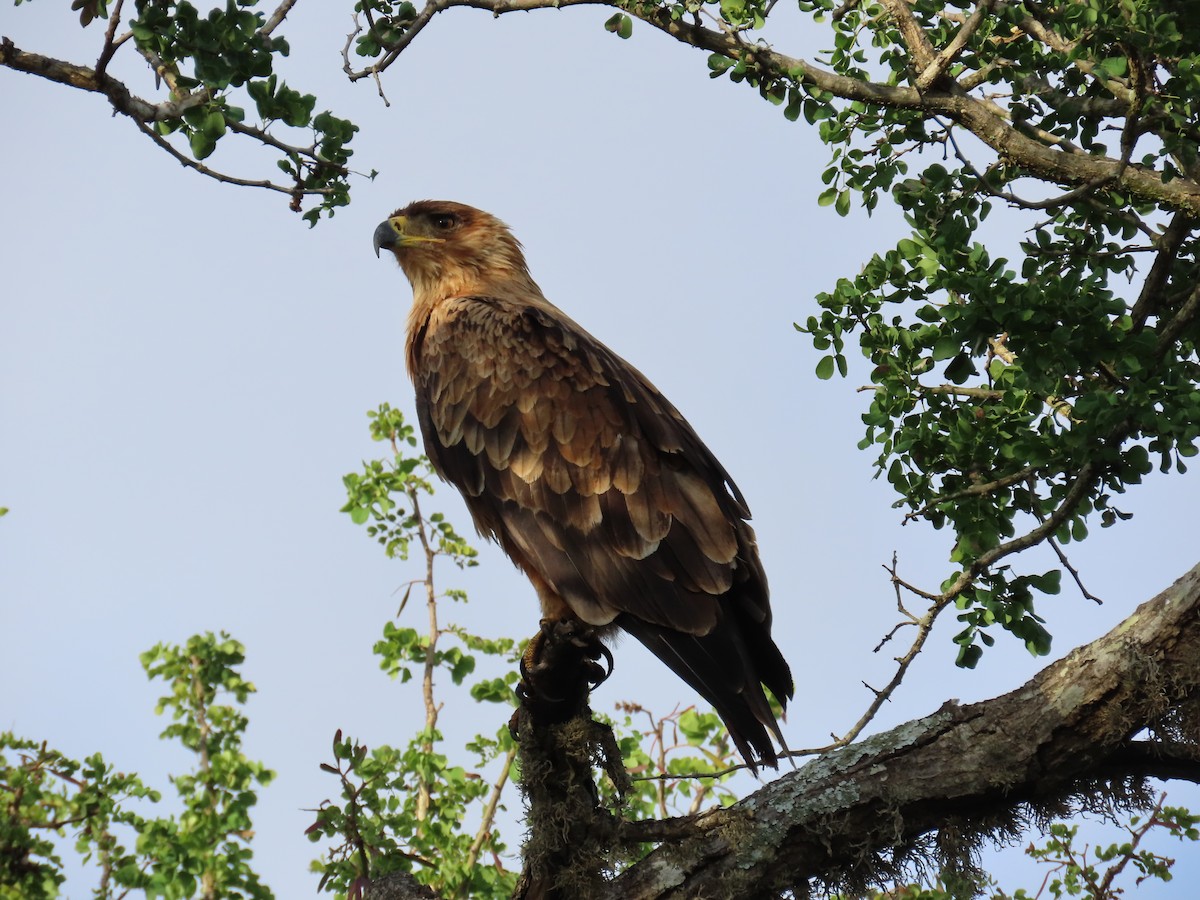 savanneørn - ML647774658