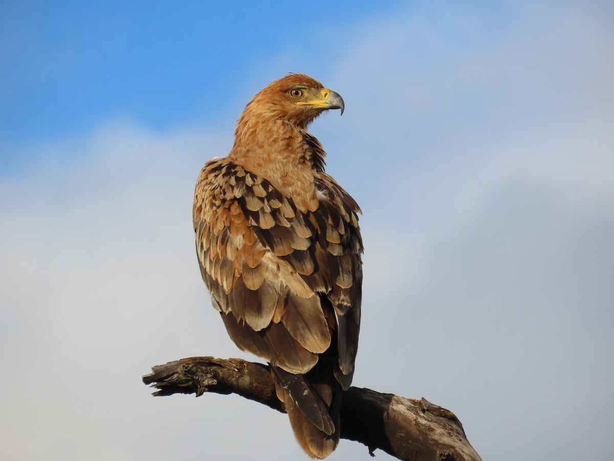 savanneørn - ML647774659