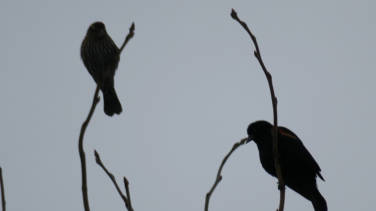 ハゴロモガラス - ML647774660