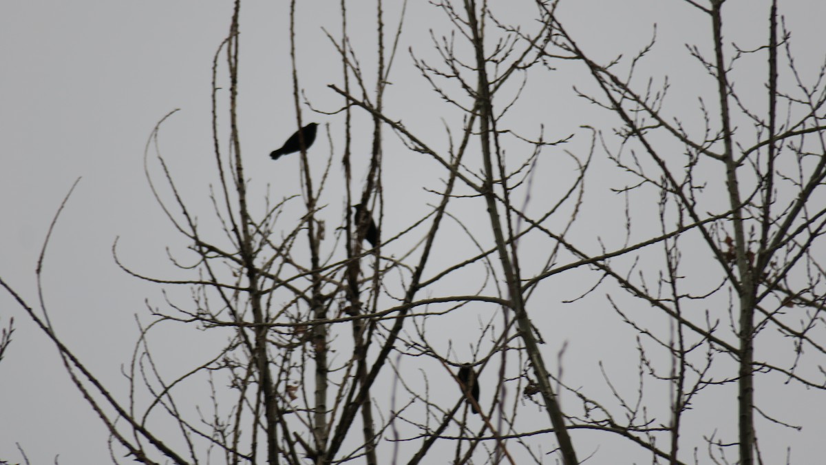 ハゴロモガラス - ML647774661