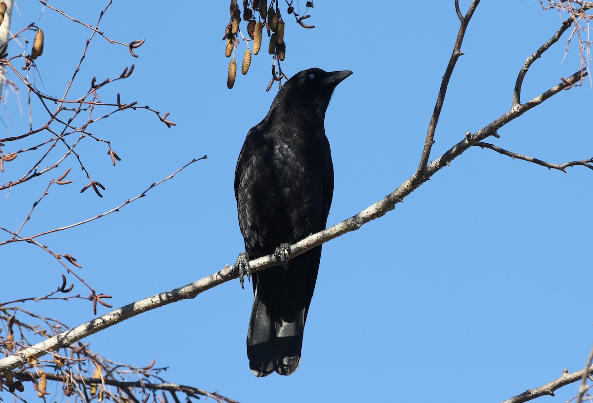 アメリカガラス - ML647774662