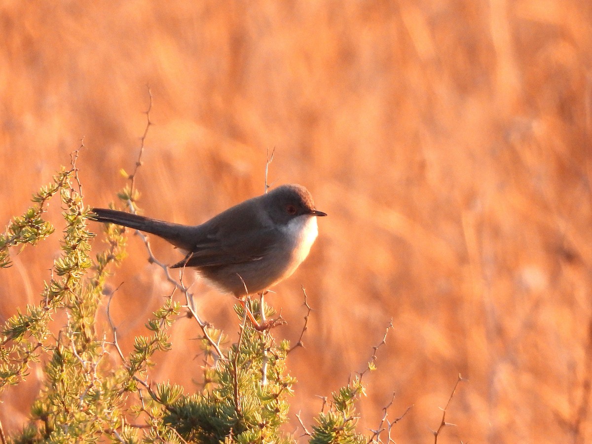 Txinbo burubeltza - ML647774674