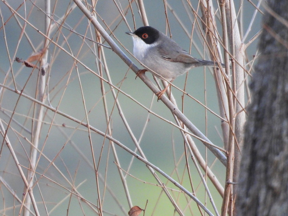 Txinbo burubeltza - ML647774675