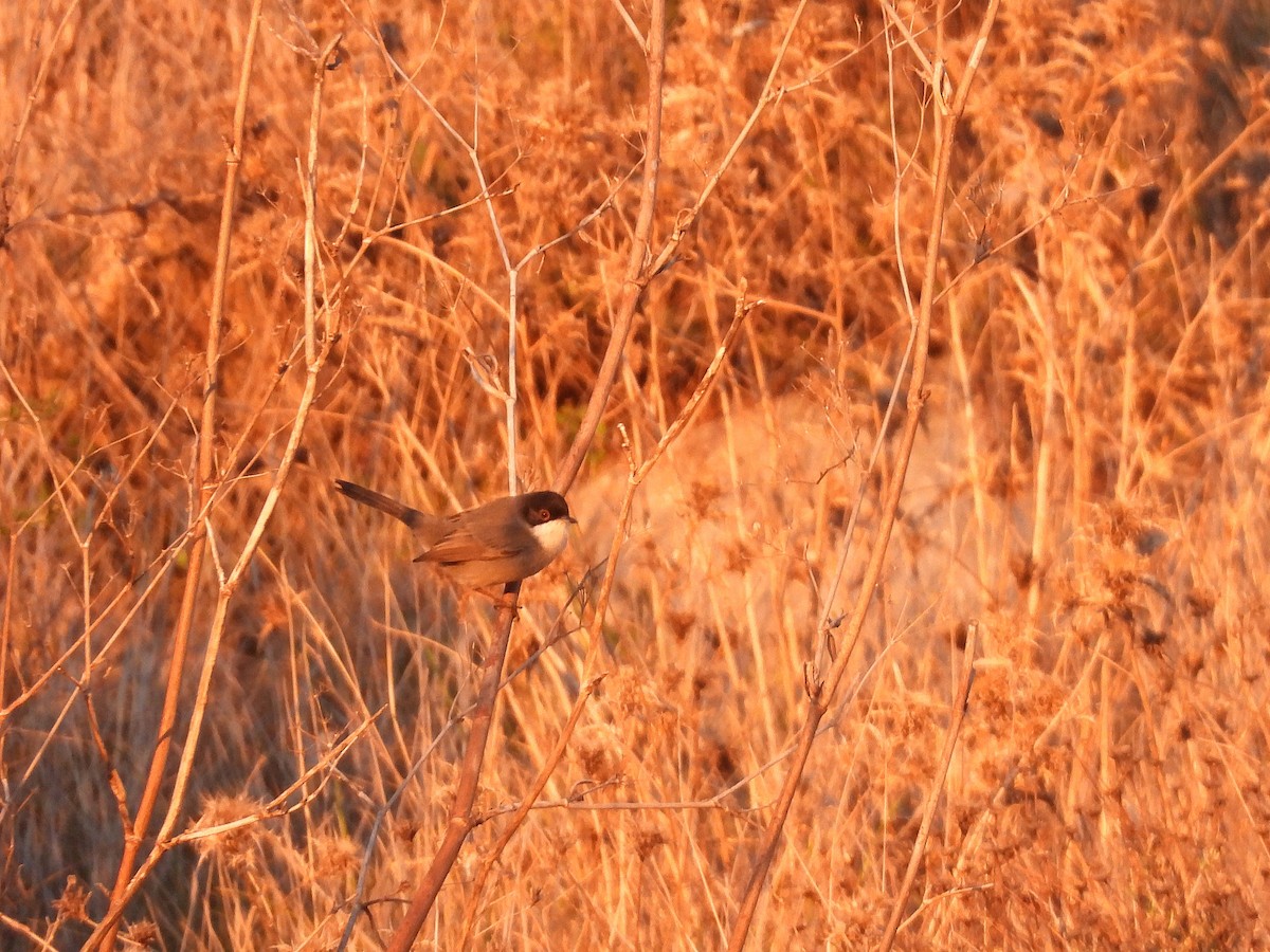 Txinbo burubeltza - ML647774676