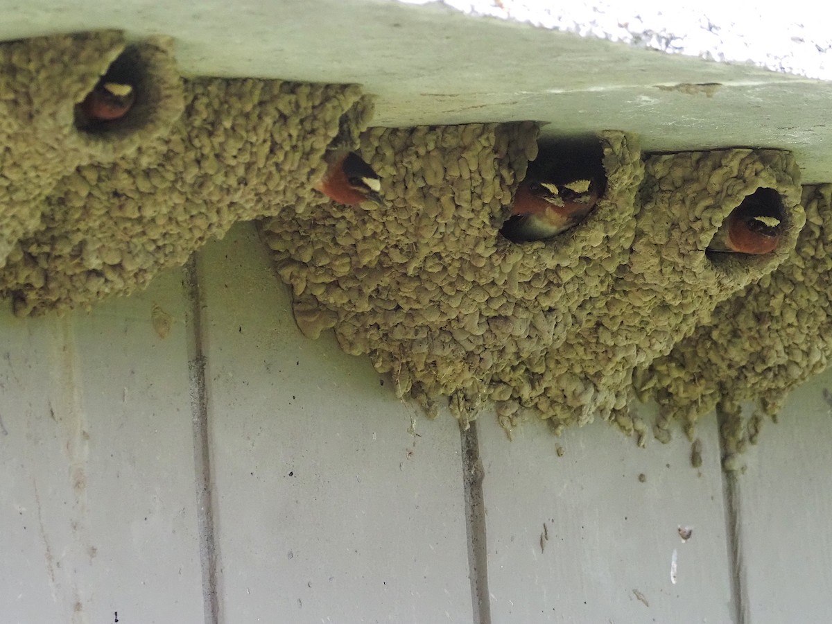 סנונית אמריקנית - ML647774696