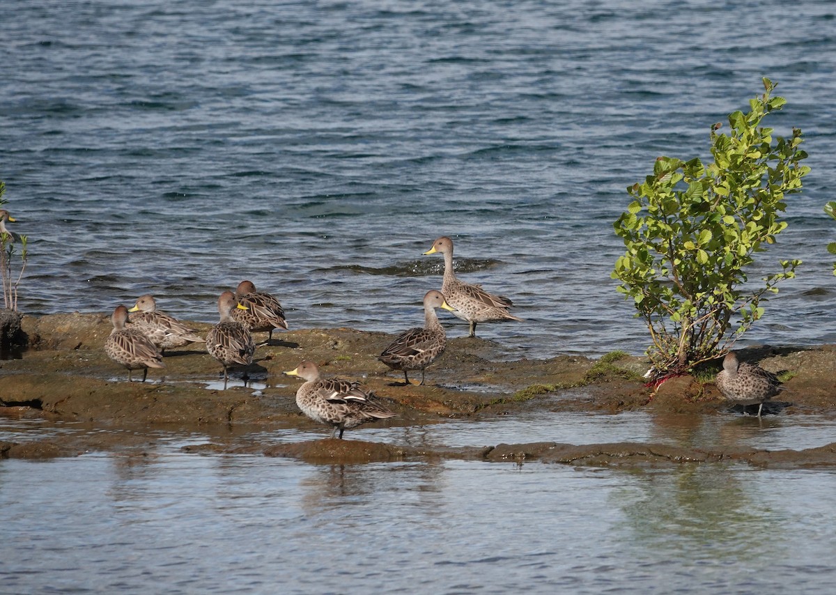 Yellow-billed Pintail - ML647774702