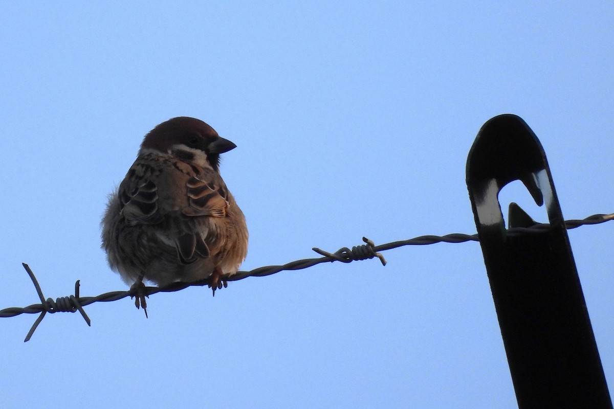 Gorrión Molinero - ML647774704