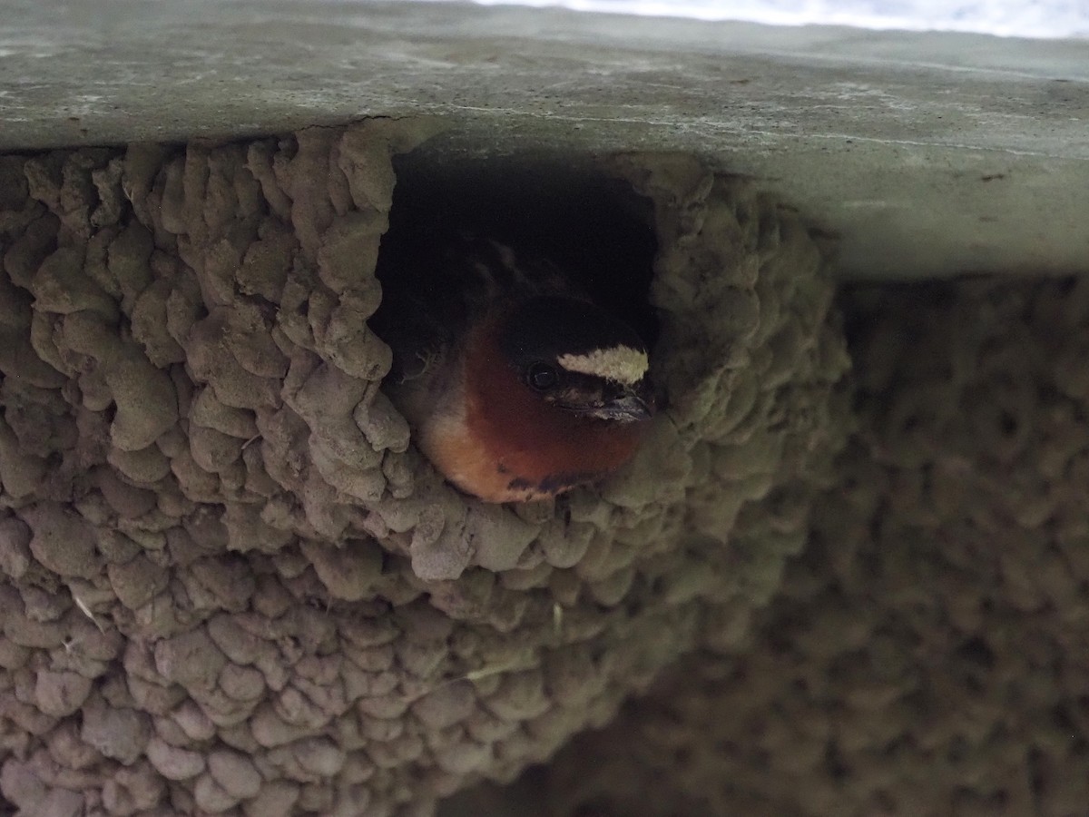 סנונית אמריקנית - ML647774705