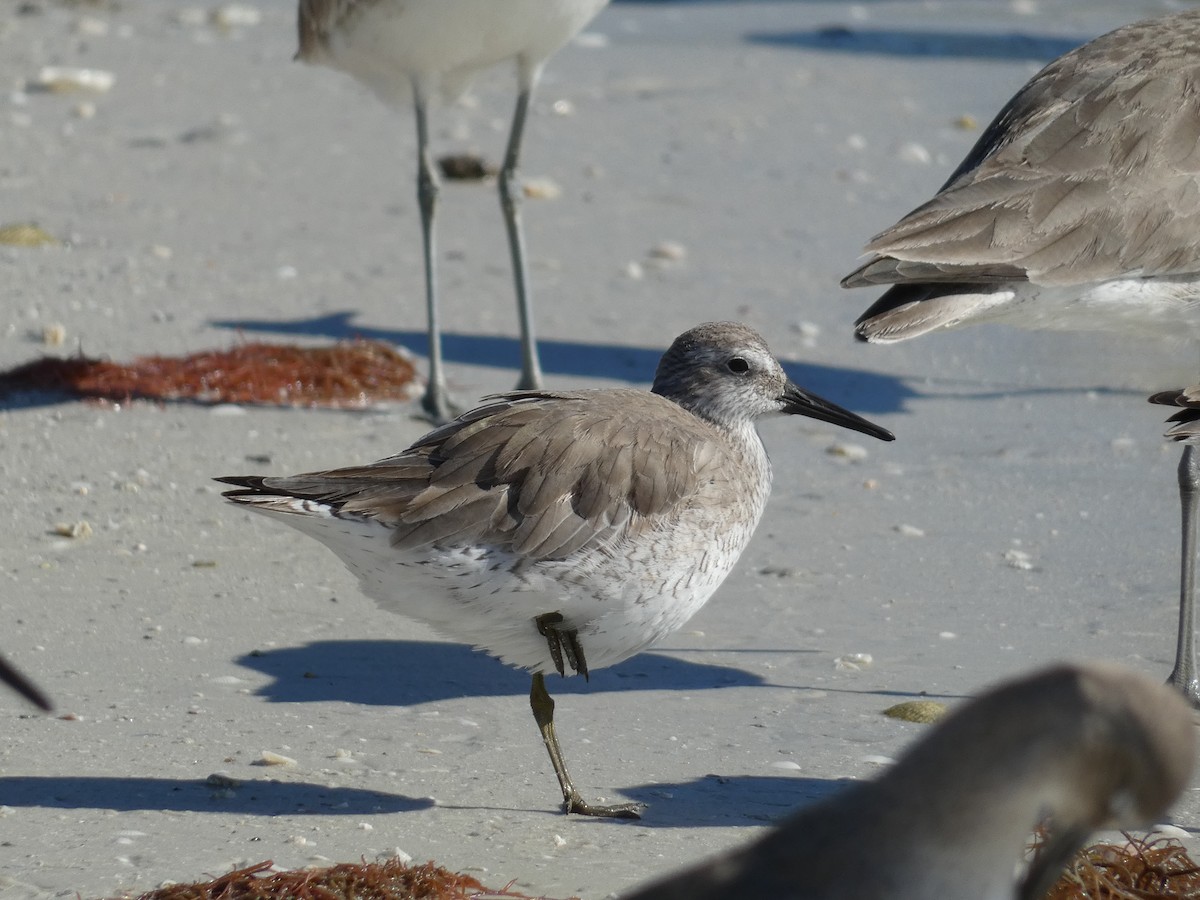 Red Knot - ML647774707