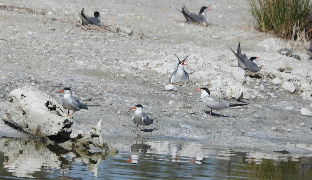 Common Tern - ML647774708