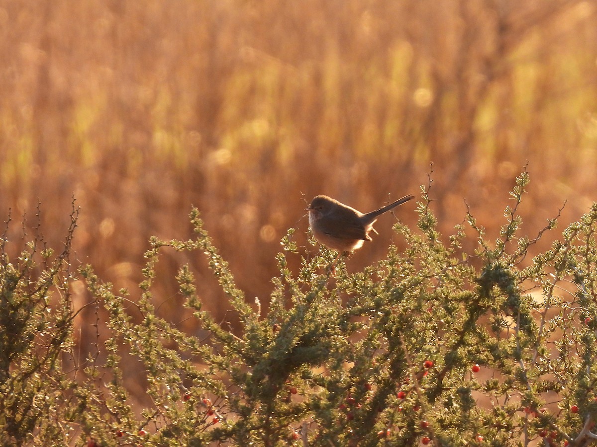 Dartford Warbler - ML647774711