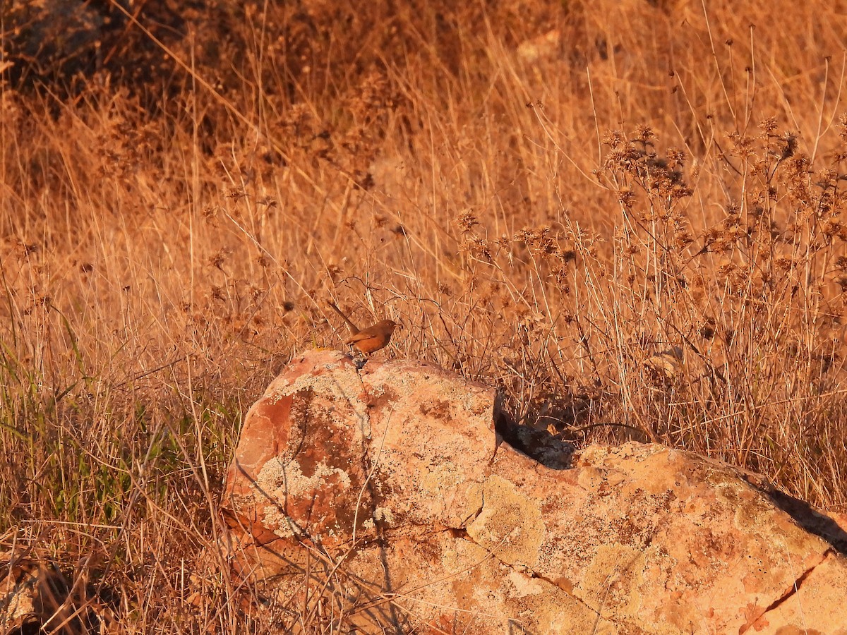 Dartford Warbler - ML647774712