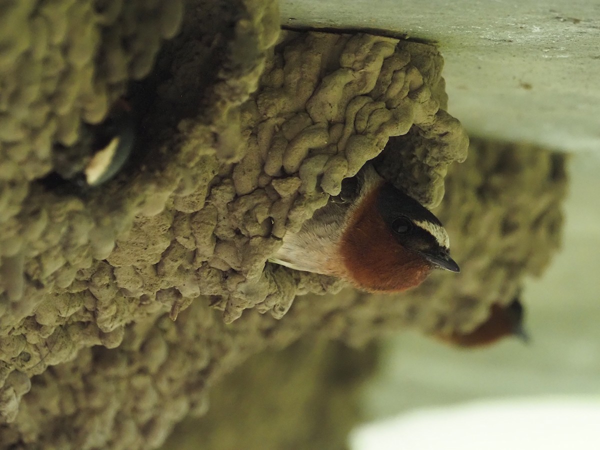 סנונית אמריקנית - ML647774714