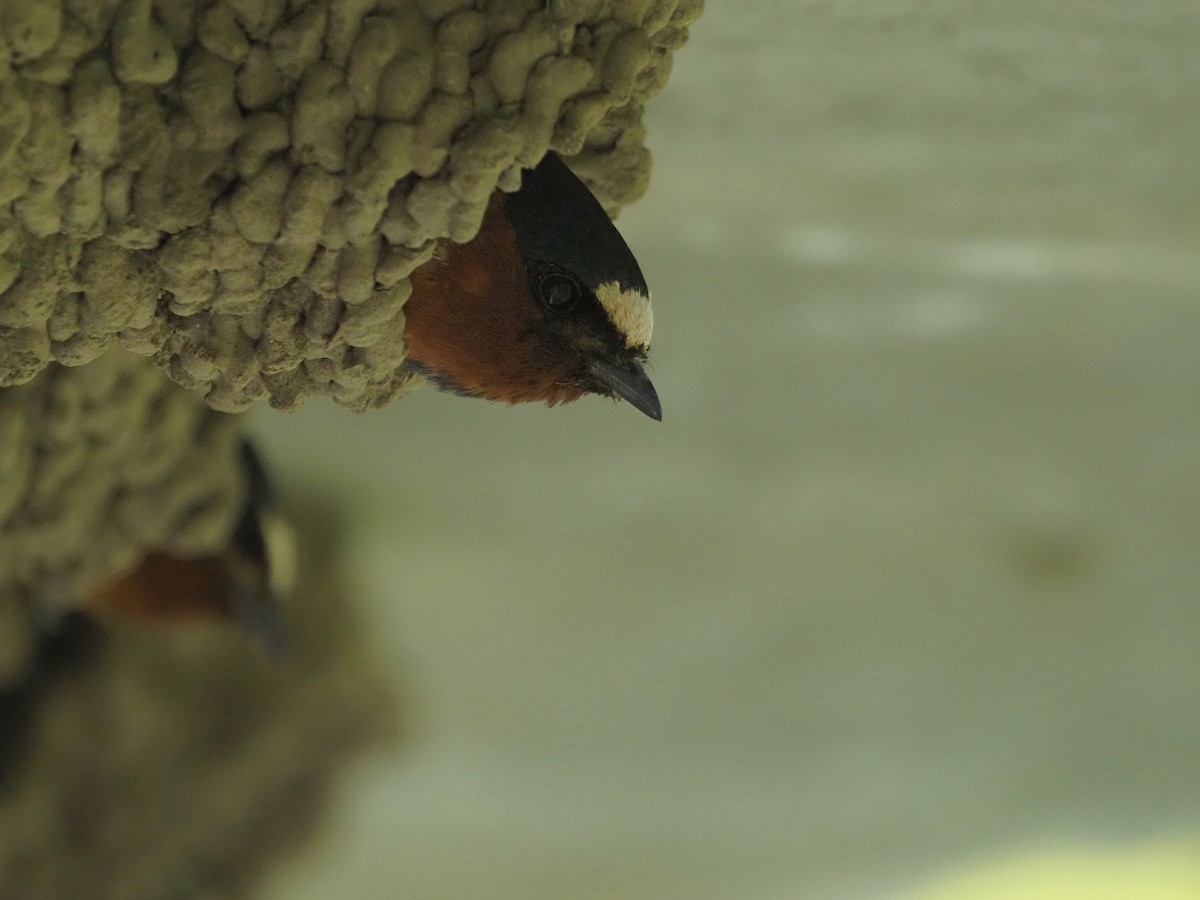 סנונית אמריקנית - ML647774719