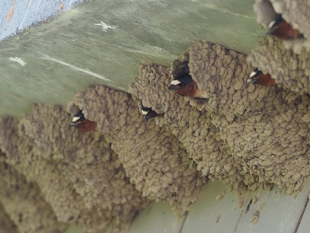 סנונית אמריקנית - ML647774728