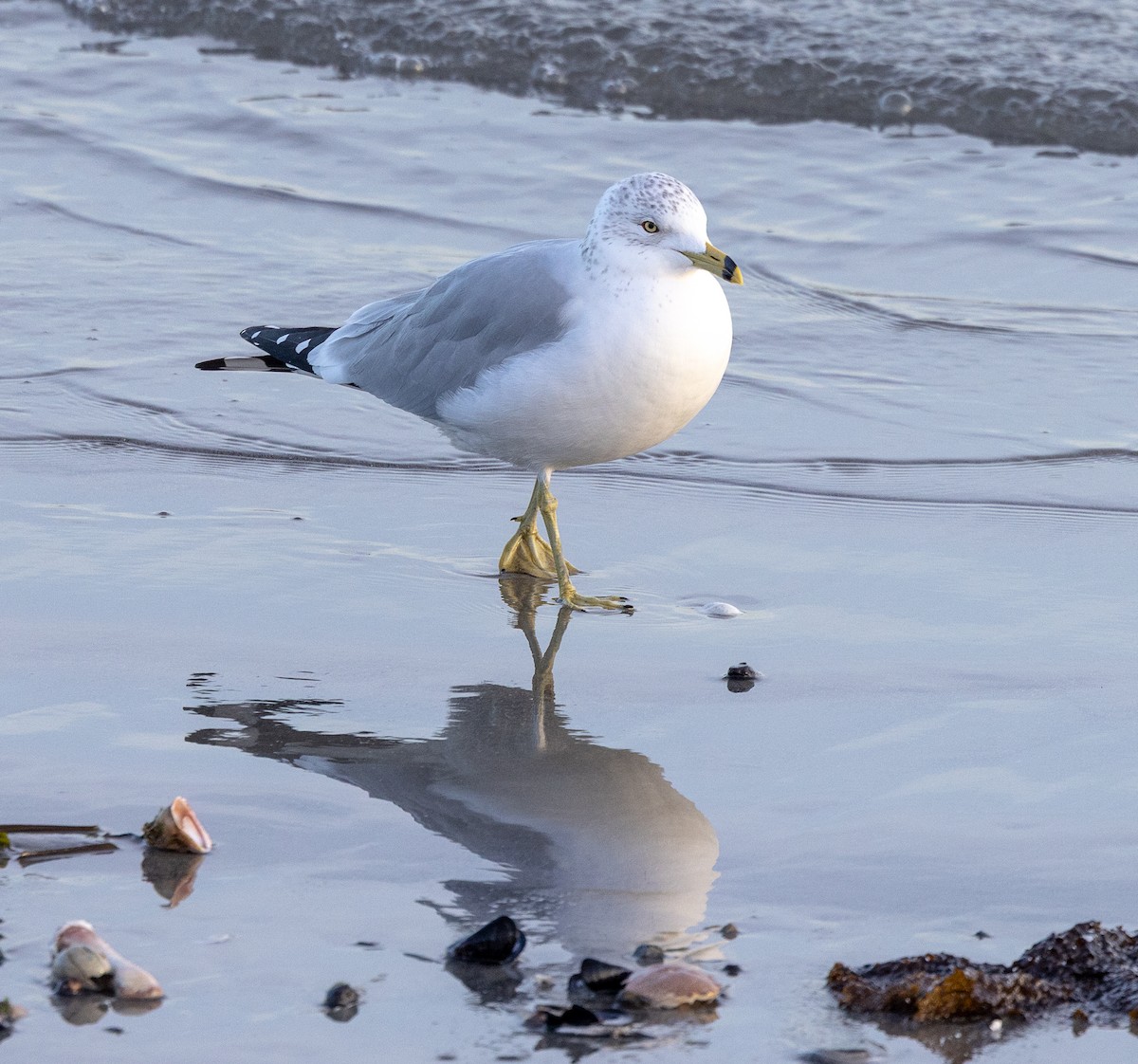 Ring-billed Gull - ML647774736