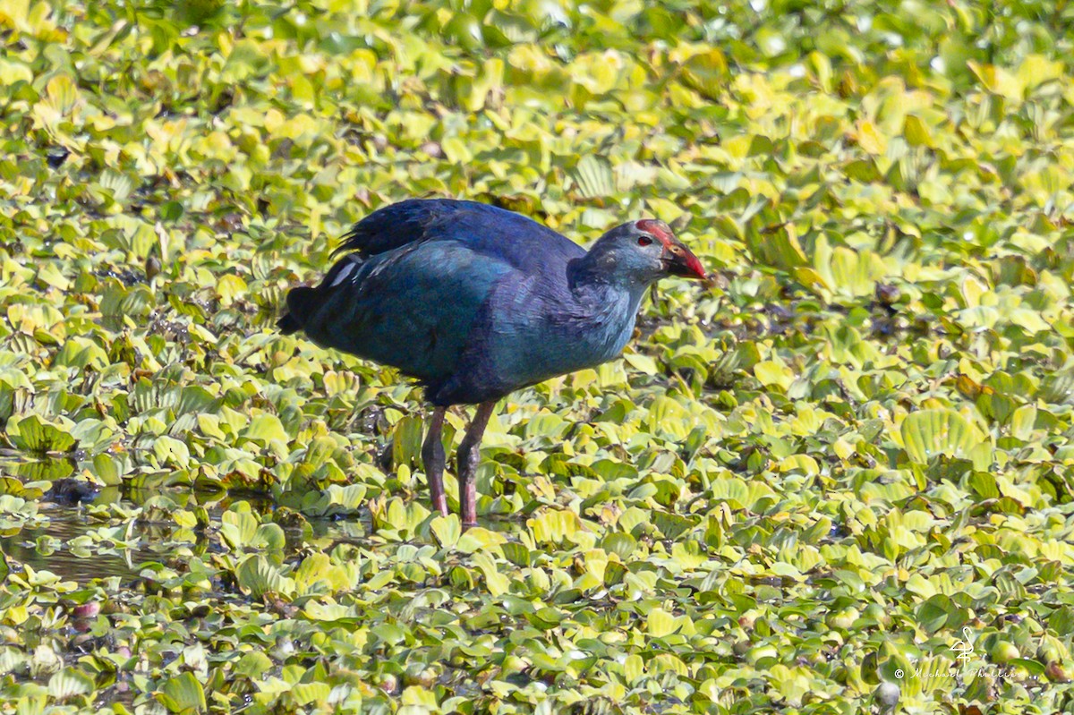 Gray-headed Swamphen - ML647774743