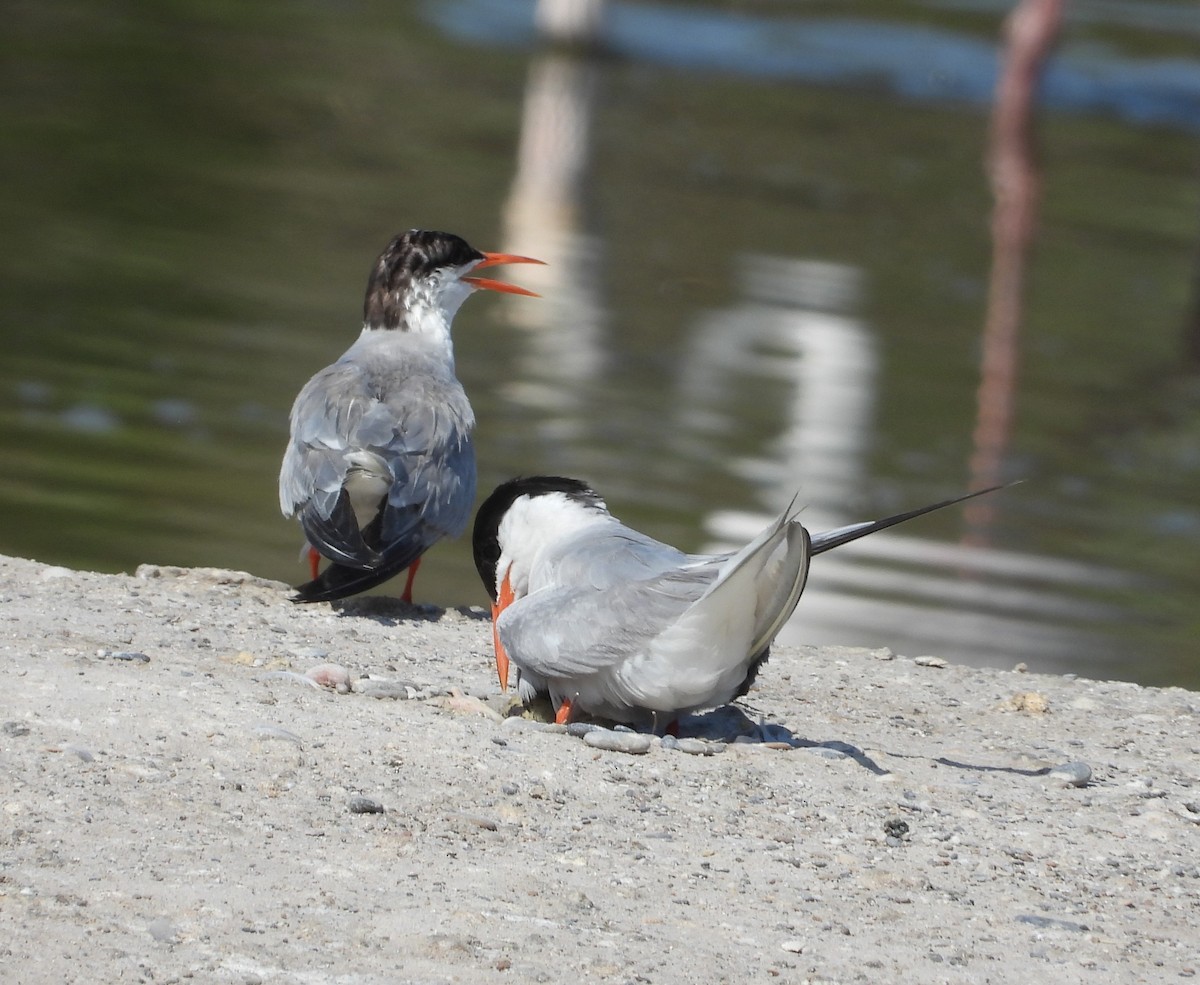 Common Tern - ML647774744