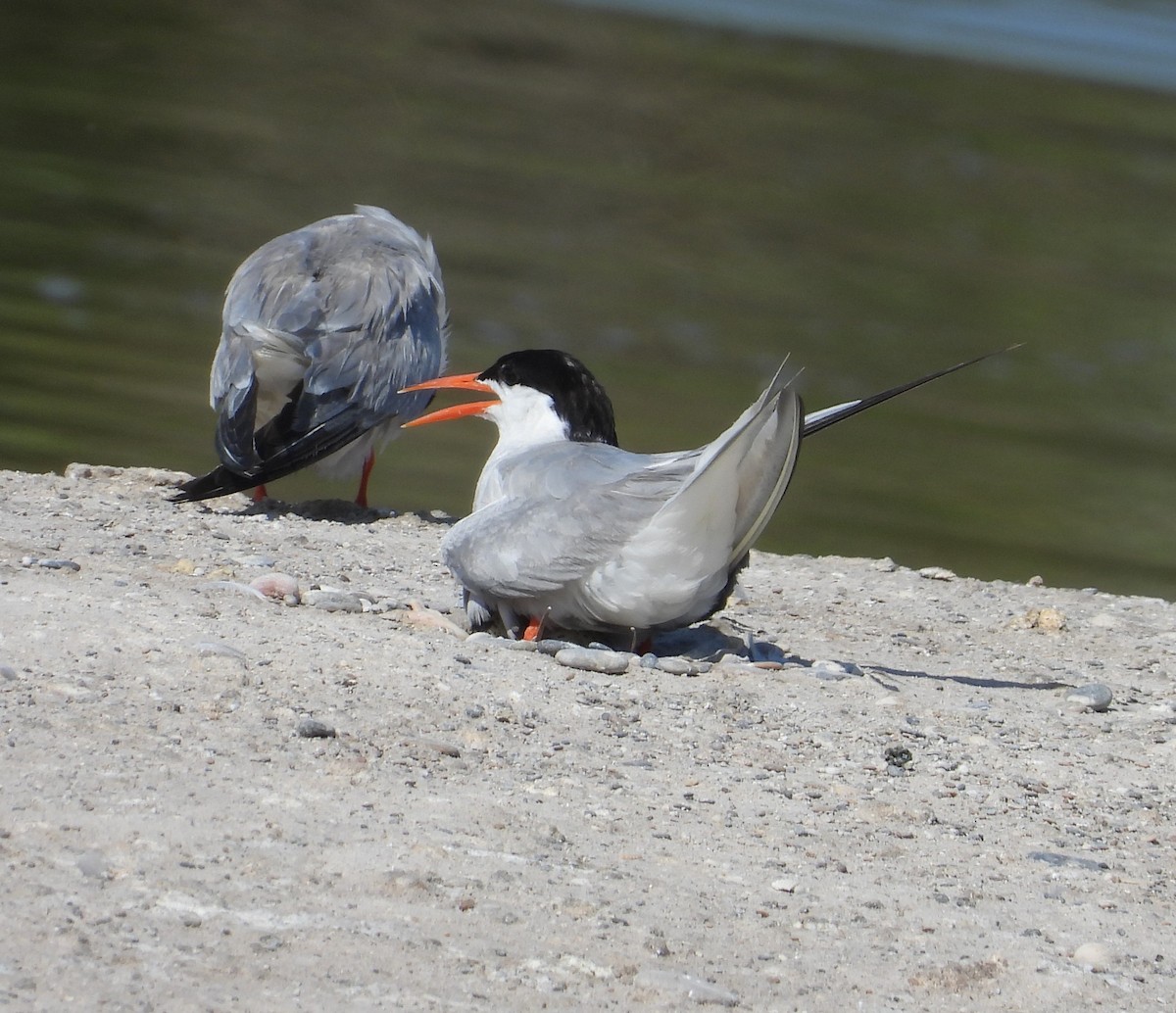 Common Tern - ML647774745