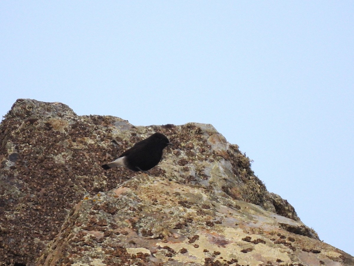 Black Wheatear - ML647774746